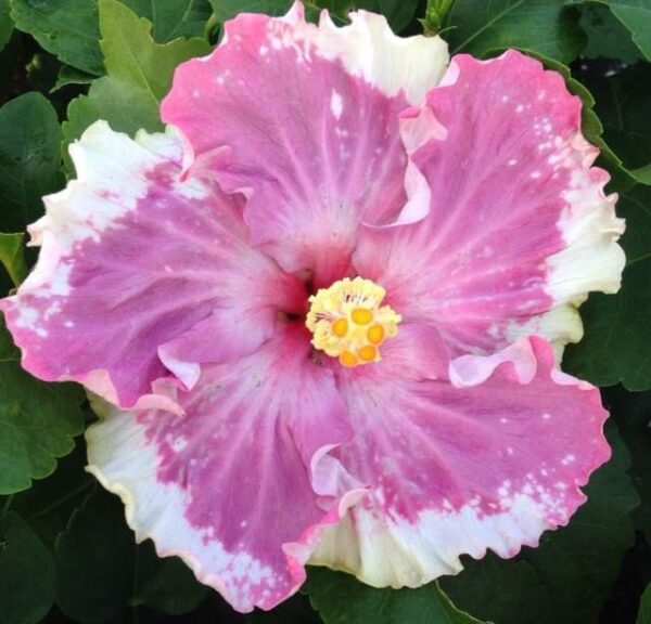 Hibiscus Cajun C'est Bon - Annuals