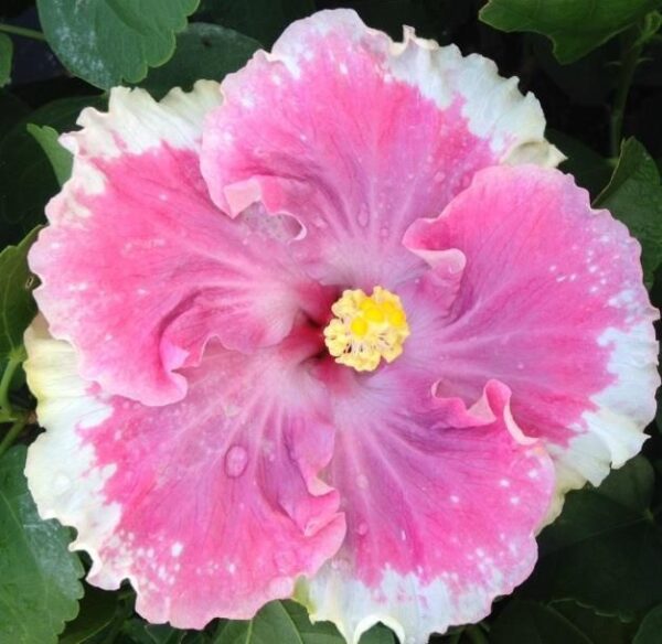 Hibiscus Cajun C'est Bon - Annuals