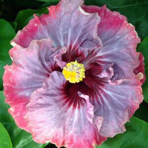 Hibiscus Dark Princess - Annuals