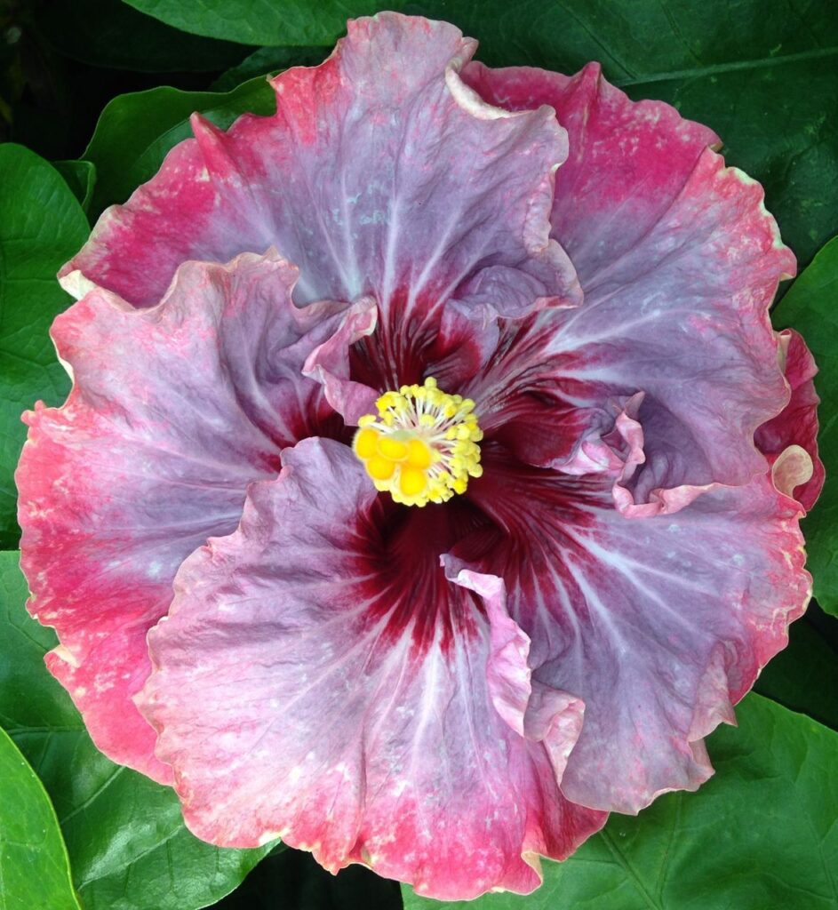 Hibiscus Dark Princess - Annuals