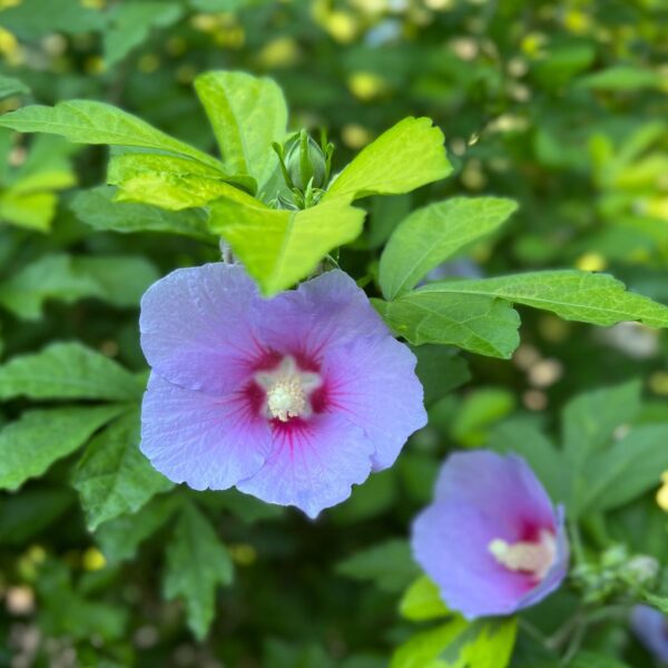 PARAPLU ADORNED™ Hibiscus - Shrubs