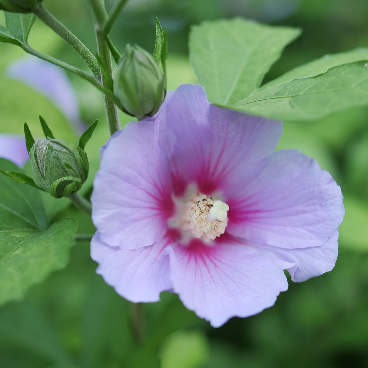 Rose of Sharon (Hibiscus syriacus): Plant Guide