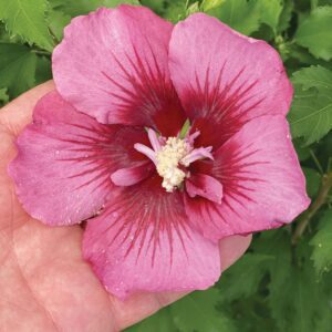 RED PILLAR™ Hibiscus - Shrubs