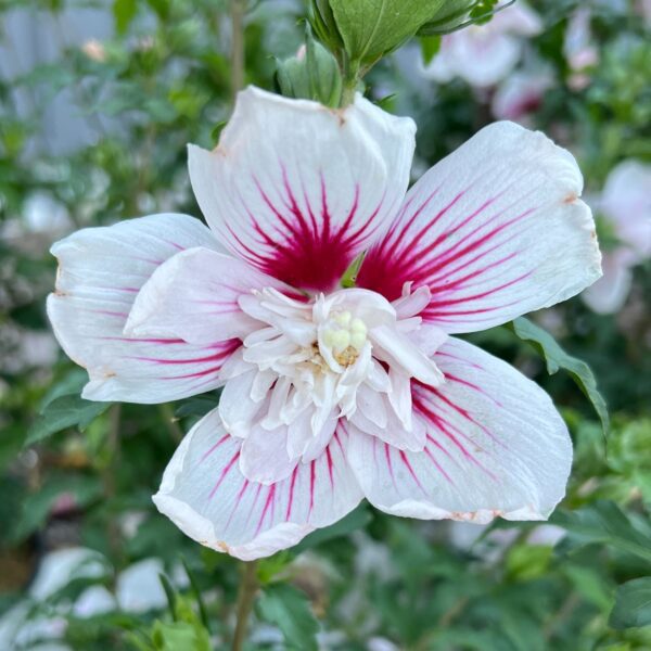 STARBLAST CHIFFON® Hibiscus - Shrubs