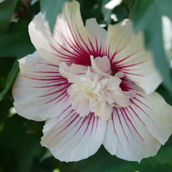 STARBLAST CHIFFON® Hibiscus - Shrubs