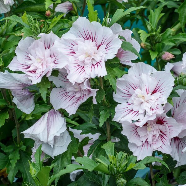 STARBLAST CHIFFON® Hibiscus - Shrubs