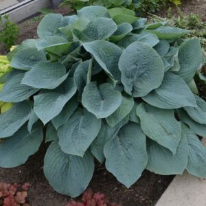 Hosta Blueberry Muffin - Perennials