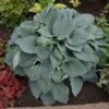 Hosta Blueberry Muffin - Perennials