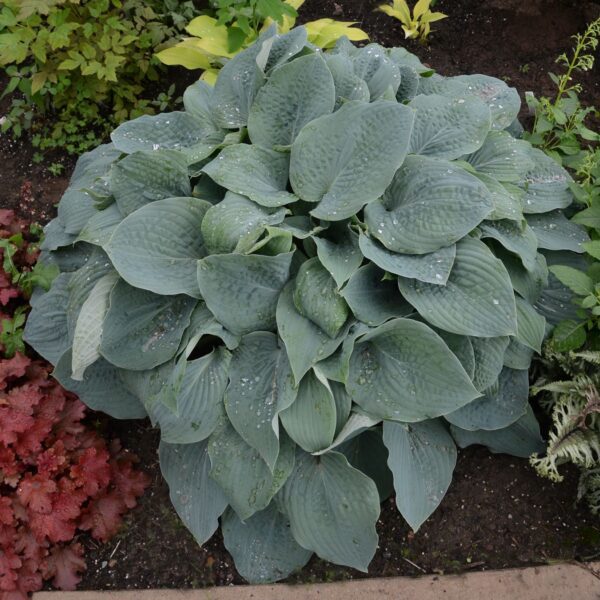 Hosta Blueberry Muffin - Perennials