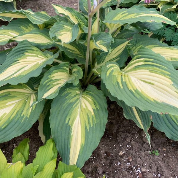 SHADOWLAND® 'Love Story' Hosta - Perennials