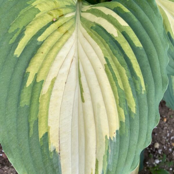 SHADOWLAND® 'Love Story' Hosta - Perennials