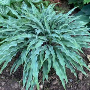 Hosta Silly String - Perennials