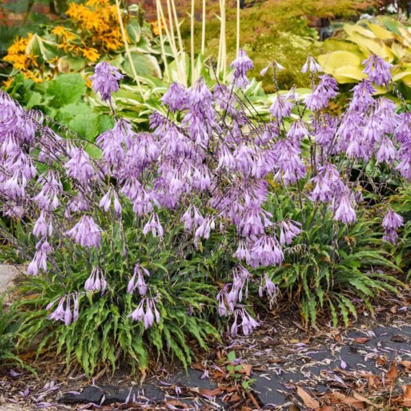 Hosta Silly String - Perennials