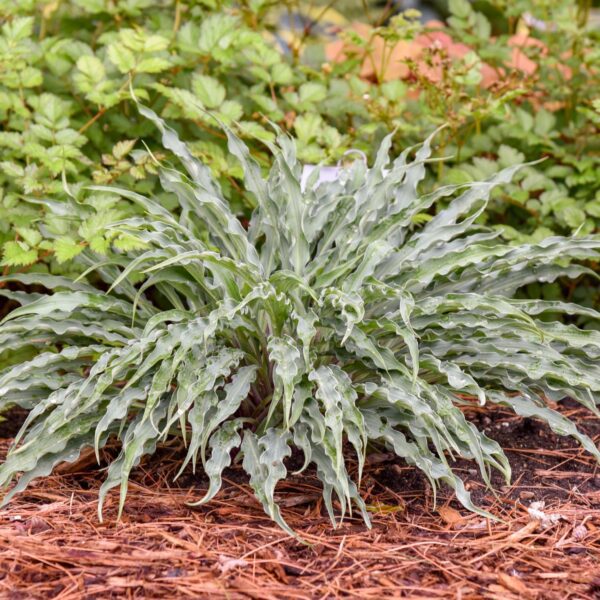 Hosta Silly String - Perennials