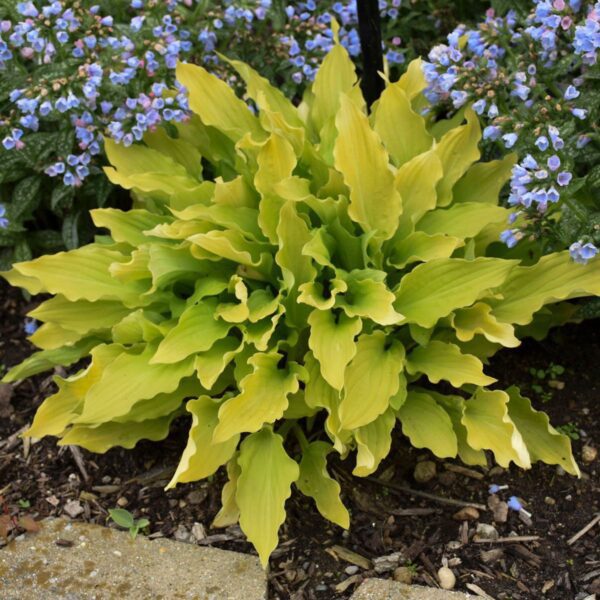 Hosta Time in a Bottle - Perennials