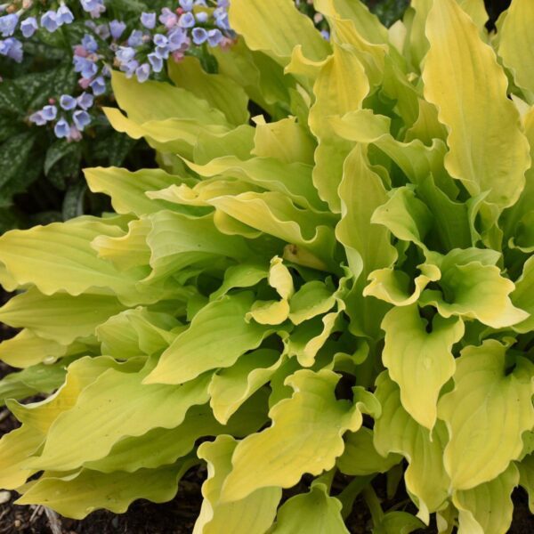 Hosta Time in a Bottle - Perennials