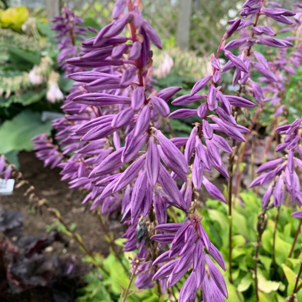 Hosta Time in a Bottle - Perennials