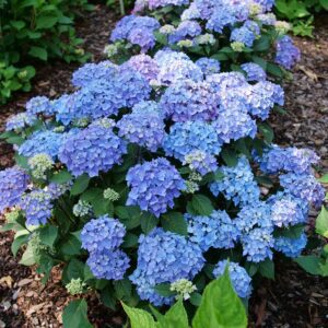 LET'S DANCE LOVABLE™ Hydrangea - Shrubs