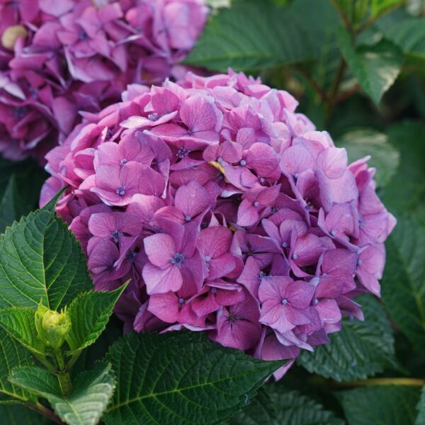 LET'S DANCE LOVABLE™ Hydrangea - Shrubs