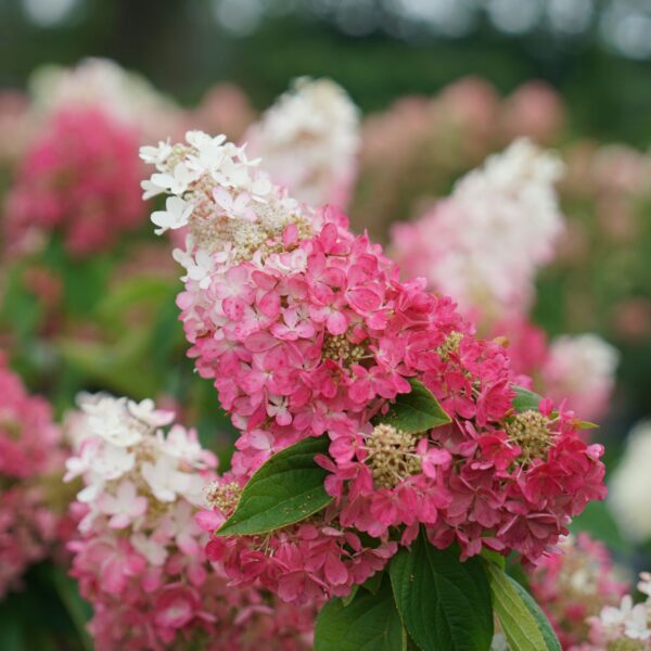 PINKY WINKY PRIME™ Hydrangea - Shrubs