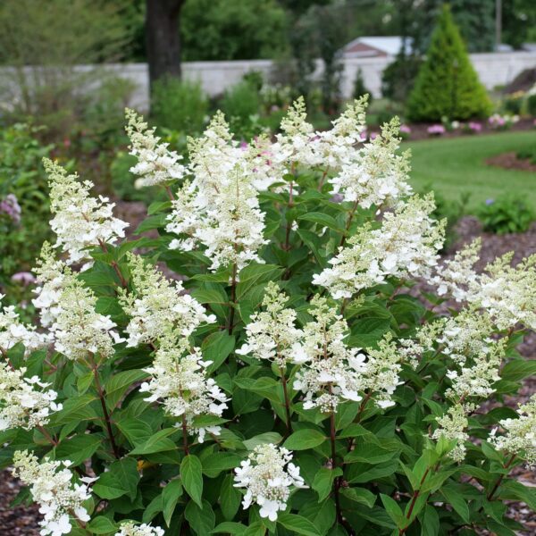 PINKY WINKY PRIME™ Hydrangea - Shrubs