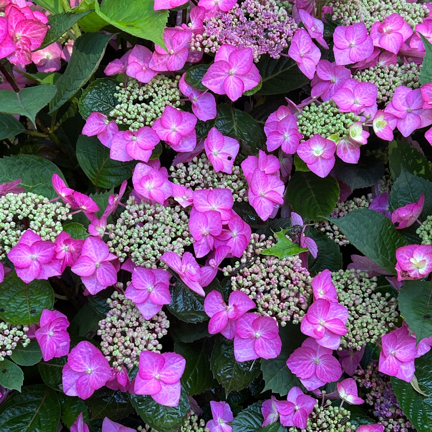 【Hydrangea】 Hydrangea Tuff Stuff Top Fun™ Mountain Hydrangea | Jackson