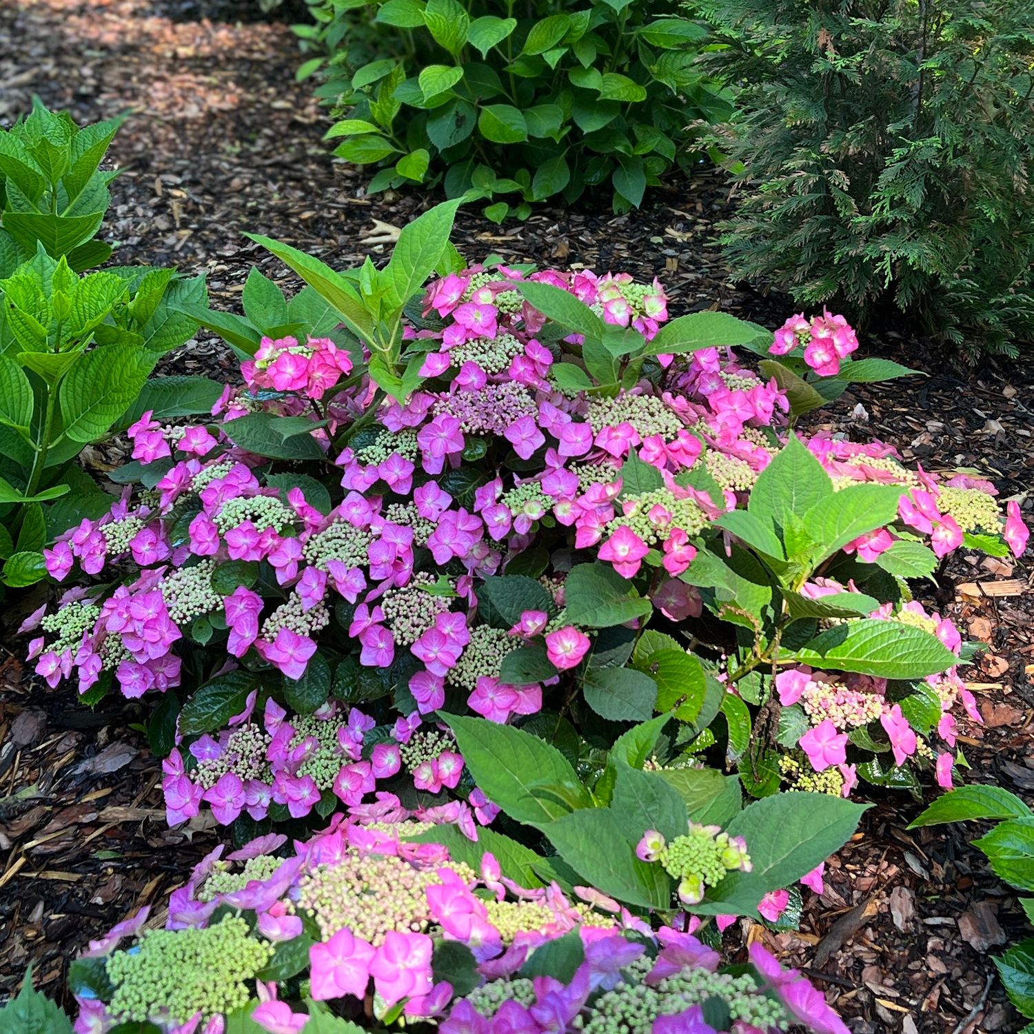 Mountain hydrangea shop