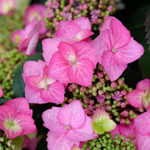 TUFF STUFF™ Top Fun Hydrangea - Shrubs