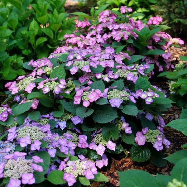 TUFF STUFF™ Top Fun Hydrangea - Shrubs