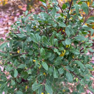 SQUEEZE BOX™ Ilex - Shrubs