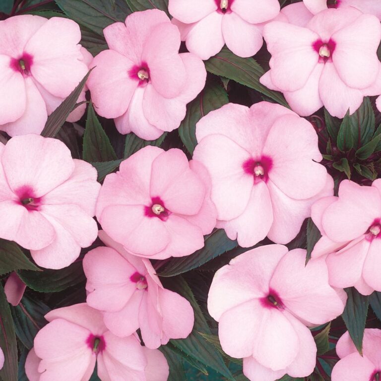 INFINITY® Pink Impatiens - Garden Crossings