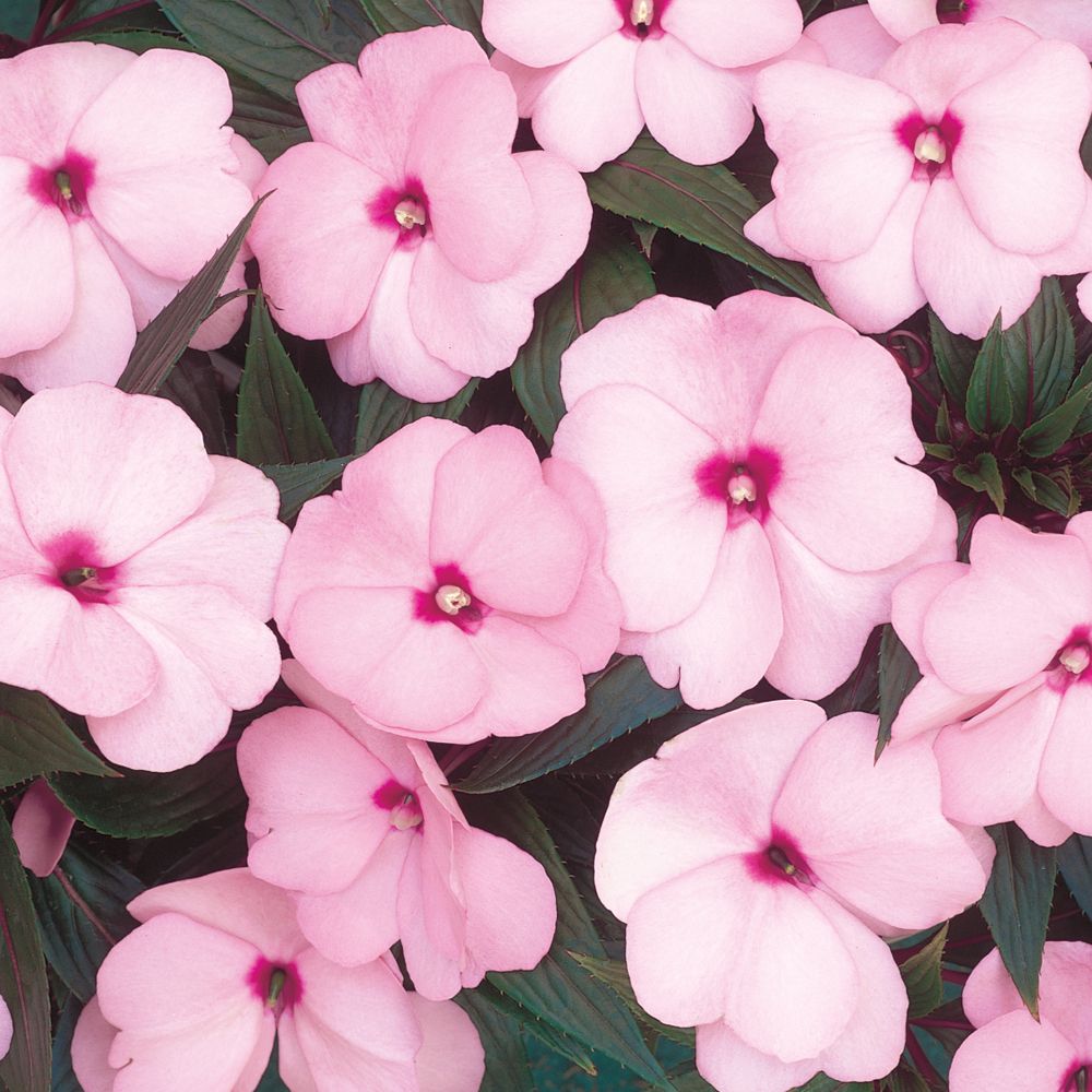 INFINITY® Pink Impatiens - Annuals