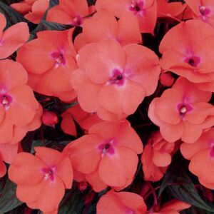 INFINITY® Salmon Impatiens - Annuals