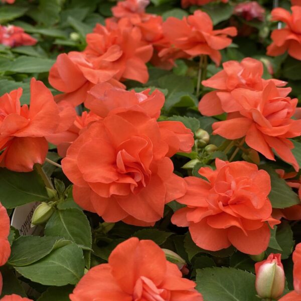 ROCKAPULCO® Tropical Shades Impatiens - Annuals