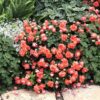 ROCKAPULCO® Tropical Shades Impatiens - Annuals