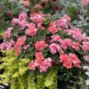 ROCKAPULCO® Tropical Shades Impatiens - Annuals