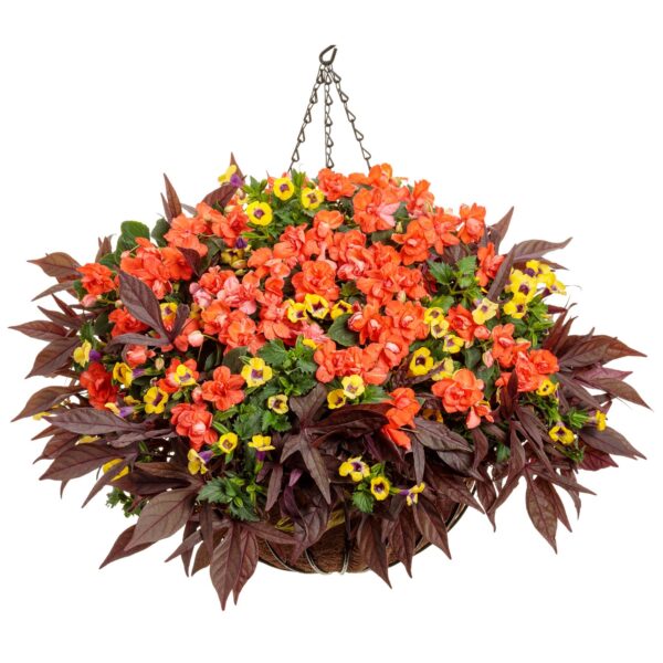 ROCKAPULCO® Tropical Shades Impatiens - Annuals