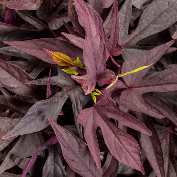 SWEET CAROLINE UPSIDE™ Black Coffee Ipomoea - Annuals