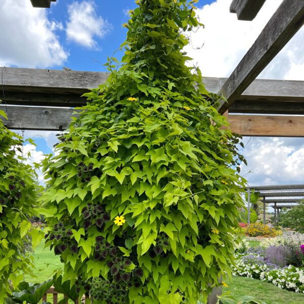 SWEET CAROLINE UPSIDE™ Key Lime Ipomoea - Annuals