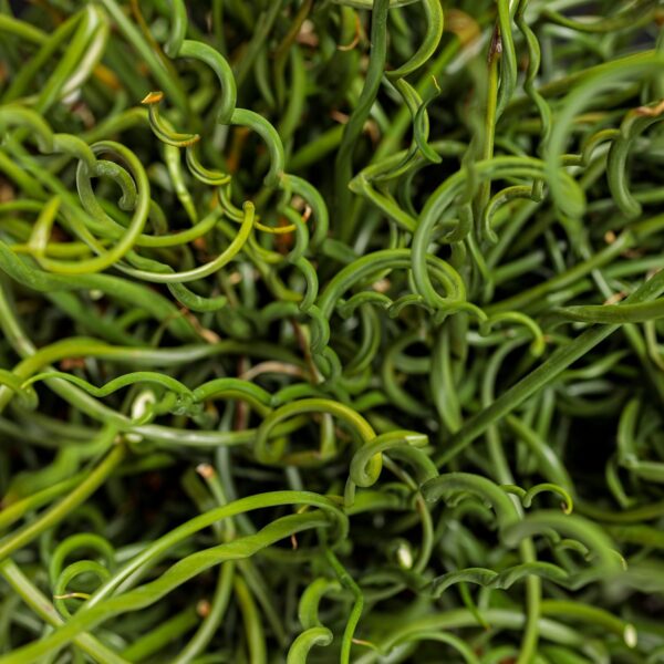 GRACEFUL GRASSES® Curly Wurly Juncus - Perennials