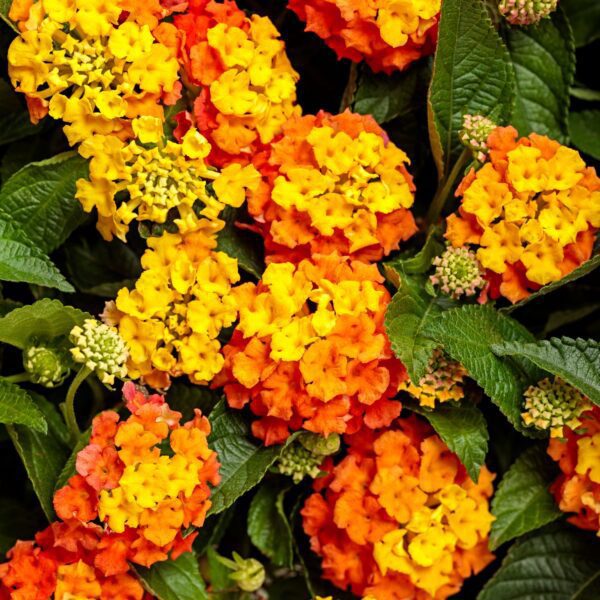 LUSCIOUS® BASKET TANGEGLOW™ Lantana - Annuals