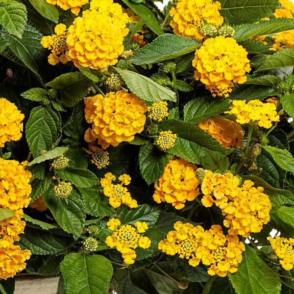 LUSCIOUS® ROYALE LEMON TART™ Lantana - Annuals