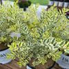 GOOD VIBRATIONS® Ligustrum - Shrubs