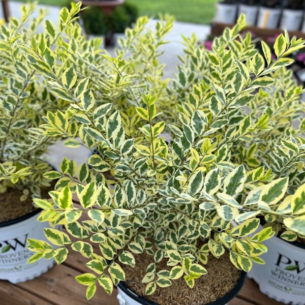 GOOD VIBRATIONS® Ligustrum - Shrubs