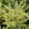 GOOD VIBRATIONS® Ligustrum - Shrubs