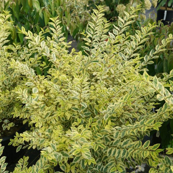 GOOD VIBRATIONS® Ligustrum - Shrubs