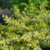 GOOD VIBRATIONS® Ligustrum - Shrubs