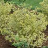 GOOD VIBRATIONS® Ligustrum - Shrubs