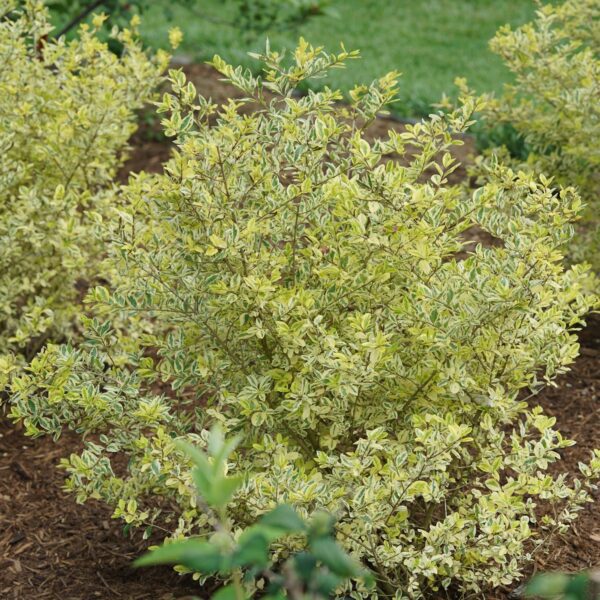 GOOD VIBRATIONS® Ligustrum - Shrubs