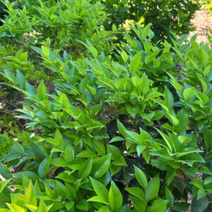 KINDLY™ Ligustrum - Shrubs